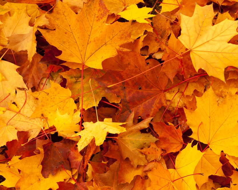 Autumn leaves: A great time for funfairs Autumn funfair and fairground hire