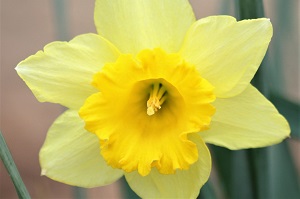 Springtime funfair hire: Daffodil Spring Daffodil