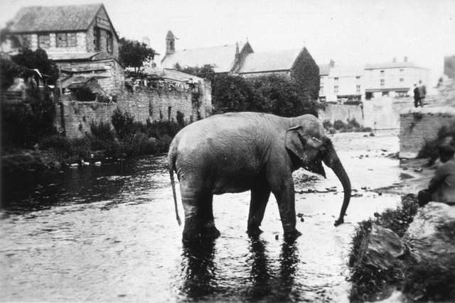Elephant on the River Monnow after escaping from Monmouth Mop Fair elephant escapes Monmouth Mop Fair