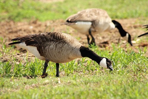 What is the Nottingham Goose Fair? Geese - the originators of the Nottingham Goose Fair